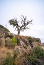 Beautiful landscape of trees growing between the huge granite rocks and holm oaks