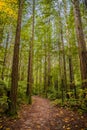 Trees in a red wood forest Royalty Free Stock Photo