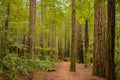 Trees in a red wood forest Royalty Free Stock Photo