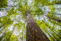 Trees in a red wood forest Royalty Free Stock Photo