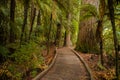 Trees in a red wood forest Royalty Free Stock Photo