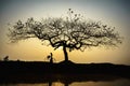 Beautiful landscape with trees silhouette at sunset with Vietnamese woman wearing traditional dress Ao Dai standing under the tree Royalty Free Stock Photo