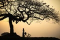 Beautiful landscape with trees silhouette at sunset with Vietnamese woman wearing traditional dress Ao Dai standing under the tree Royalty Free Stock Photo