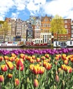 Beautiful landscape with tulips and houses in Amsterdam, Holland