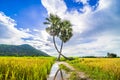 Beautiful landscape of twins palm tree from Tay Ninh province of Vietnam country and rice field with a beautiful mountain Royalty Free Stock Photo