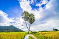 Beautiful landscape of twins palm tree from Tay Ninh province of Vietnam country and rice field with a beautiful mountain Royalty Free Stock Photo