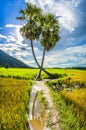 Beautiful landscape of twins palm tree from Tay Ninh province of Vietnam country and rice field with a beautiful mountain Royalty Free Stock Photo