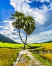 Beautiful landscape of twins palm tree from Tay Ninh province of Vietnam country and rice field with a beautiful mountain Royalty Free Stock Photo