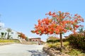 Landscape, vegetation, Delonix royal tree with red blooming flowers, palm tree with green leaves in a tropical resort against a bl