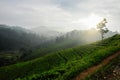 Beautiful landscape with the vibrant sunset on the forest in the Indonesian mountains