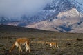 Beautiful landscape of vicugnas in Chimborazo Royalty Free Stock Photo