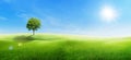 Beautiful landscape view of Alone green tree with grass natural meadow field and little hill with tiny clouds and blue sky. Royalty Free Stock Photo
