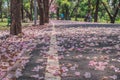Beautiful landscape view in autumn seasonal of pink flowers fallen on walkway surrounded with green trees in public park.