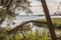 Beautiful landscape view of Baltic sea through pine trees. Lake shore with green trees and plants reflecting in  mirror water. Royalty Free Stock Photo