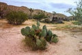 Beautiful landscape view of big cactus in California, USA. Royalty Free Stock Photo