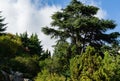 Beautiful landscape view of big majestic Lebanese cedars Cedrus libani or Lebanon Cedar in Aivazovsky park Paradise