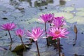 Beautiful Landscape view of blooming red pink lilies or lotus Flowers in the pond water Royalty Free Stock Photo