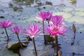 Beautiful Landscape view of blooming red pink lilies or lotus Flowers in the pond water Royalty Free Stock Photo