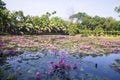 Beautiful Landscape view of blooming red pink lilies or lotus Flowers in the pond water Royalty Free Stock Photo