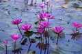 Beautiful Landscape view of blooming red pink lilies or lotus Flowers in the pond water Royalty Free Stock Photo