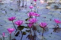 Beautiful Landscape view of blooming red pink lilies or lotus Flowers in the pond water Royalty Free Stock Photo