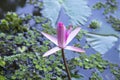 Beautiful Landscape view of blooming red pink lilies or lotus Flowers in the pond water Royalty Free Stock Photo