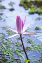 Beautiful Landscape view of blooming red pink lilies or lotus Flowers in the pond water Royalty Free Stock Photo