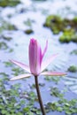 Beautiful Landscape view of blooming red pink lilies or lotus Flowers in the pond water Royalty Free Stock Photo