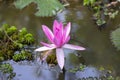 Beautiful Landscape view of blooming red pink lilies or lotus Flowers in the pond water Royalty Free Stock Photo