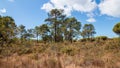 Beautiful landscape view of a bunch of pine trees over a cloudy