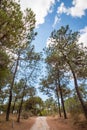 Beautiful landscape view of a bunch of pine trees over a cloudy