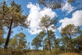 Beautiful landscape view of a bunch of pine trees over a cloudy