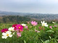 Beautiful landscape view the colour of cosmos flower field with mountain background Royalty Free Stock Photo