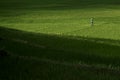 Beautiful landscape view, farmers are planting rice in the rice field,rice terraces with farmers in green nature, farmer working