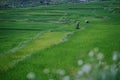 Beautiful landscape view, farmers are planting rice in the rice field,rice terraces with farmers in green nature, farmer working