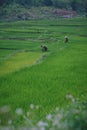 Beautiful landscape view, farmers are planting rice in the rice field,rice terraces with farmers in green nature, farmer working