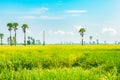 Beautiful landscape view of fresh yellow green paddy rice field with palm tree and blue sky clouds background Royalty Free Stock Photo