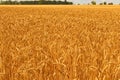 Beautiful landscape view of gold wheat field against blue sky. Agricultural concept Royalty Free Stock Photo