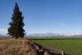 Beautiful landscape view of green field and big pine tree with mountain background at South newzealand Royalty Free Stock Photo