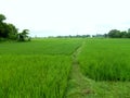 Beautiful Landscape View with Green Paddy Fields and Trees. Royalty Free Stock Photo