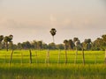 Beautiful landscape view of green rice field and palm trees in Cambodia`s countryside. Countryside landscape concept.