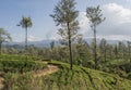 Beautiful landscape view of the green tea plantations and trees Royalty Free Stock Photo