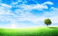 Beautiful landscape view of Green tree with grass meadow field and little hill. Royalty Free Stock Photo