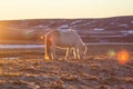 Icelandic horses in winter, North Iceland Royalty Free Stock Photo