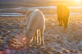 Icelandic horses in winter, North Iceland Royalty Free Stock Photo