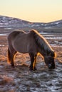 Icelandic horses in winter, North Iceland Royalty Free Stock Photo