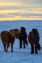 Iconic Icelandic horses in snow, winter time, Iceland Royalty Free Stock Photo