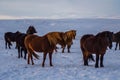 Iconic Icelandic horses in snow, winter time, Iceland Royalty Free Stock Photo