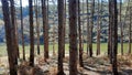 Beautiful landscape view of lake through pine trees