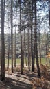 Beautiful landscape view of lake through pine trees